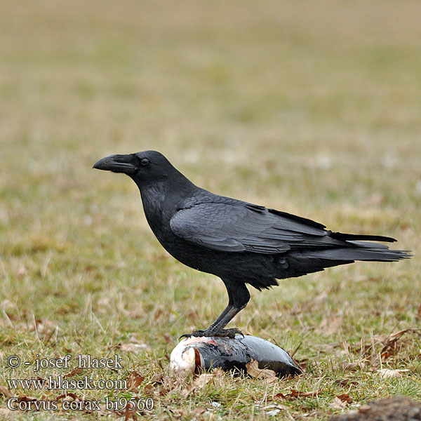 Corvus corax bi9560