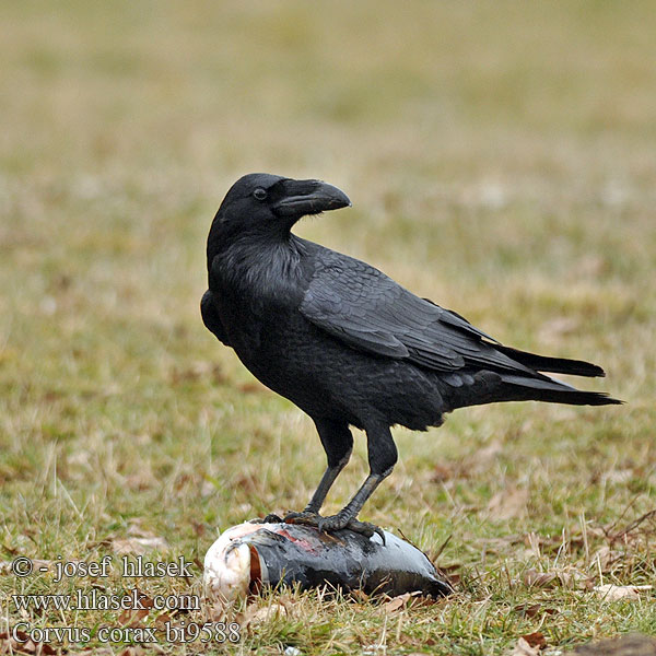 Corvus corax bi9588