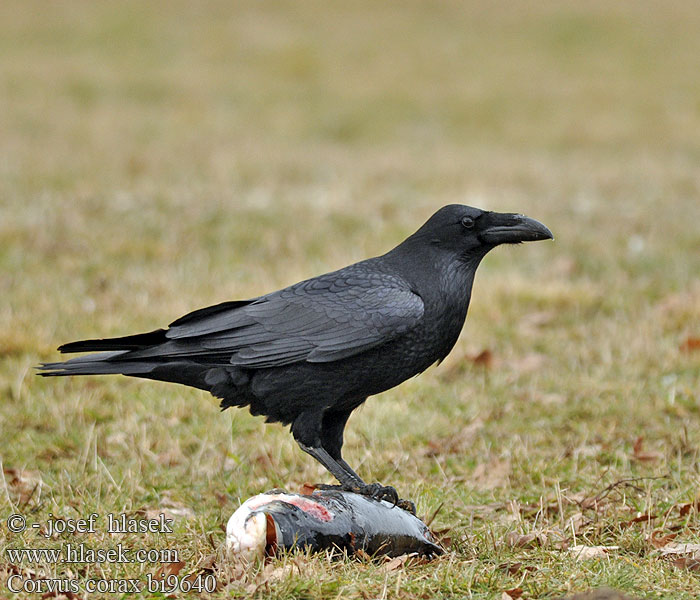 Corvus corax bi9640