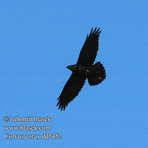 Corvus corax dd5452