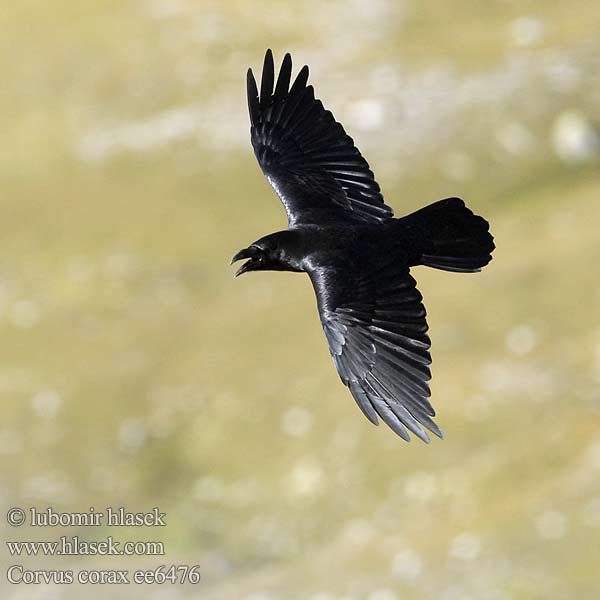 Corvus corax ee6476