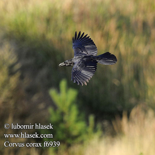 Corvus corax f6939