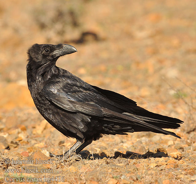 Corvus corax Krkavec velký čierny