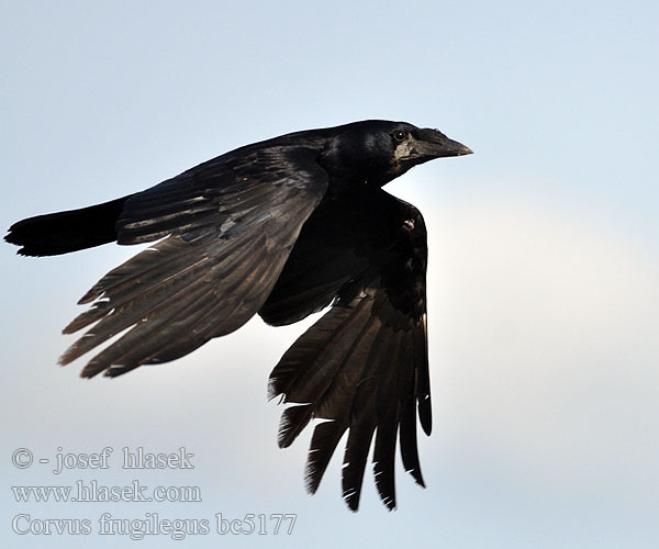 Corvus frugilegus bc5177