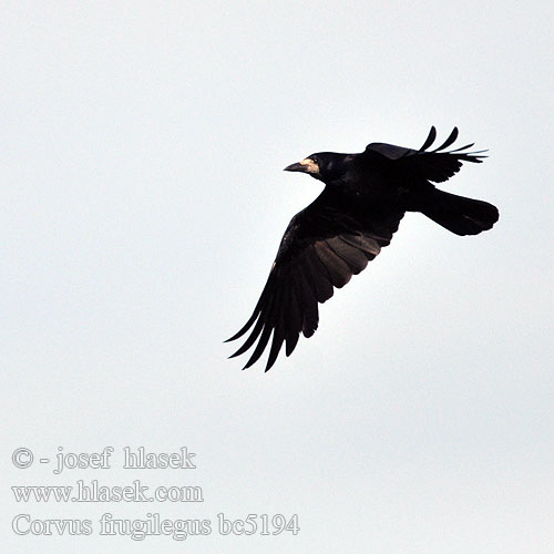 Corvus frugilegus bc5194
