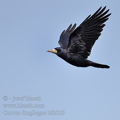 Corvus frugilegus bf2020