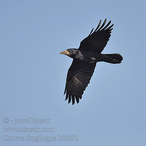Corvus frugilegus bf2292