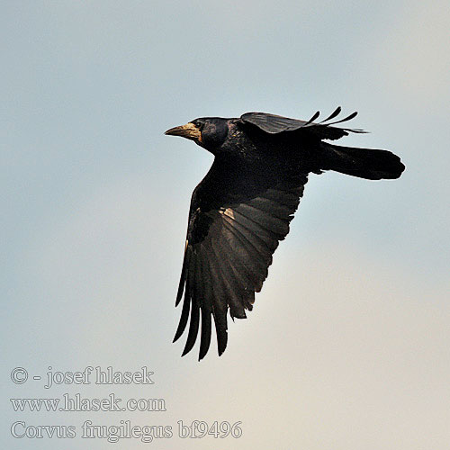 Corvus frugilegus bf9496