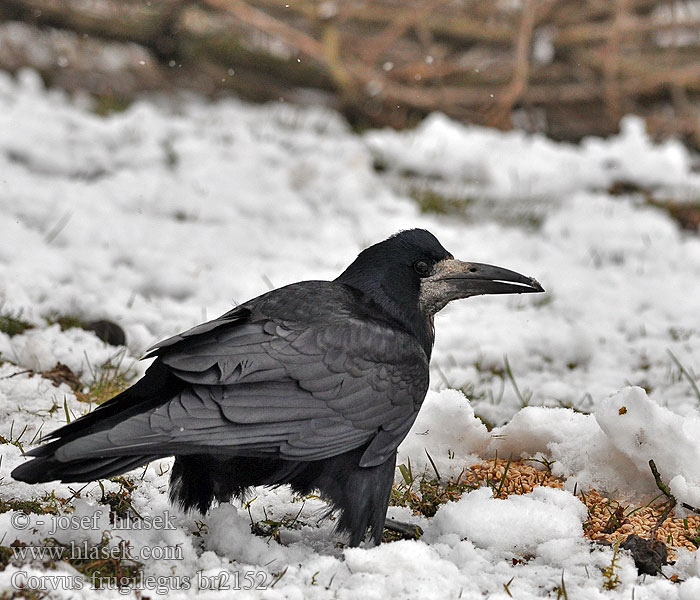 Corvus frugilegus Graja Havran polní čierny