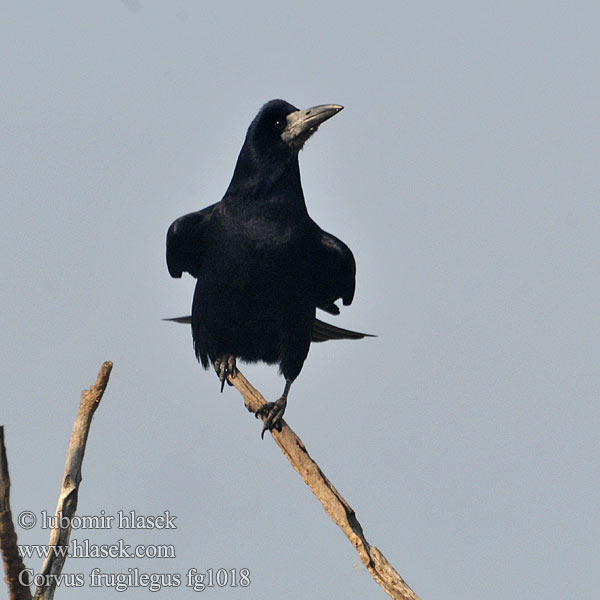 Corvus frugilegus fg1018