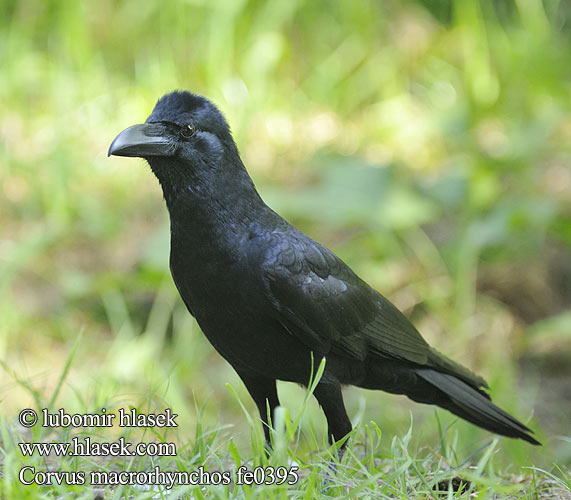 Jungle Crow Large-billed Cuervo Selva Picudo Corbeau gros bec