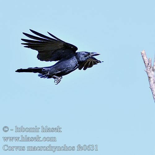 Corvus macrorhynchos fe0631