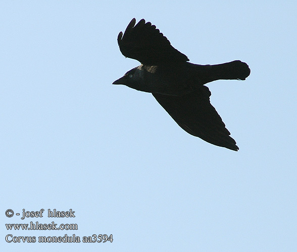 Corvus monedula aa3594