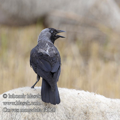 Corvus monedula f4920