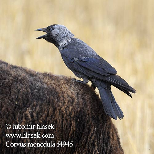 Corvus monedula f4945