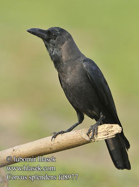 Domača vrana อีแกHint Kargası Corvus splendens House Crow