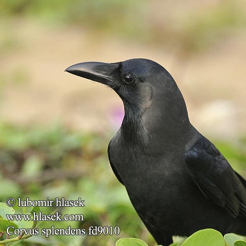 Corvus splendens fd9010