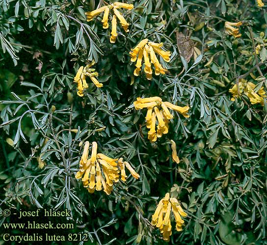 Corydalis lutea Yellow rock fumewort Gul Larkespore Keltakiurunkannus