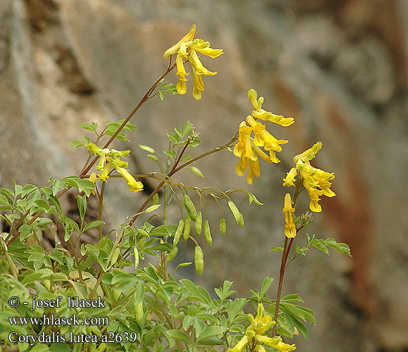 Corydale jaune d'or Gele helmbloem Colombina gialla Sárga keltike
