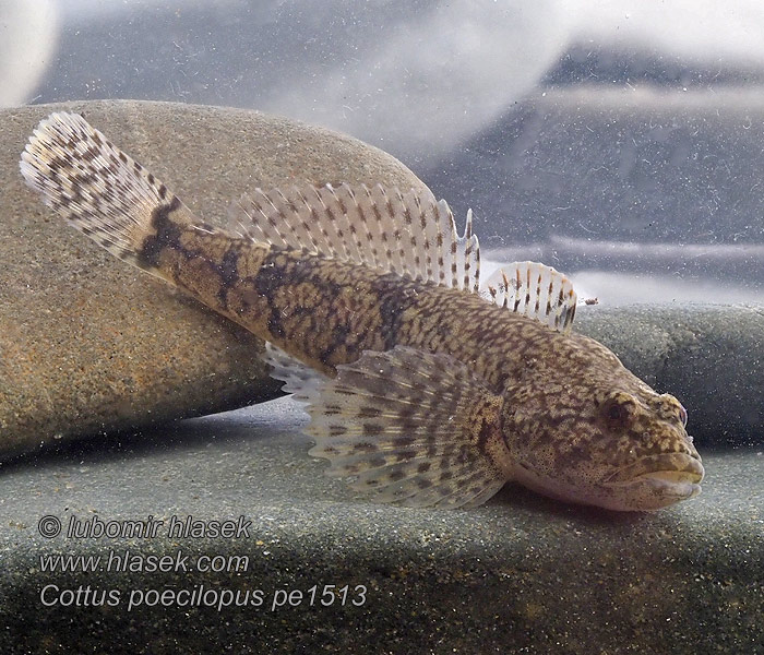 Siberian bullhead Alpine Ostgroppe Sibirische Groppe Kirjoeväsimppu Cottus poecilopus