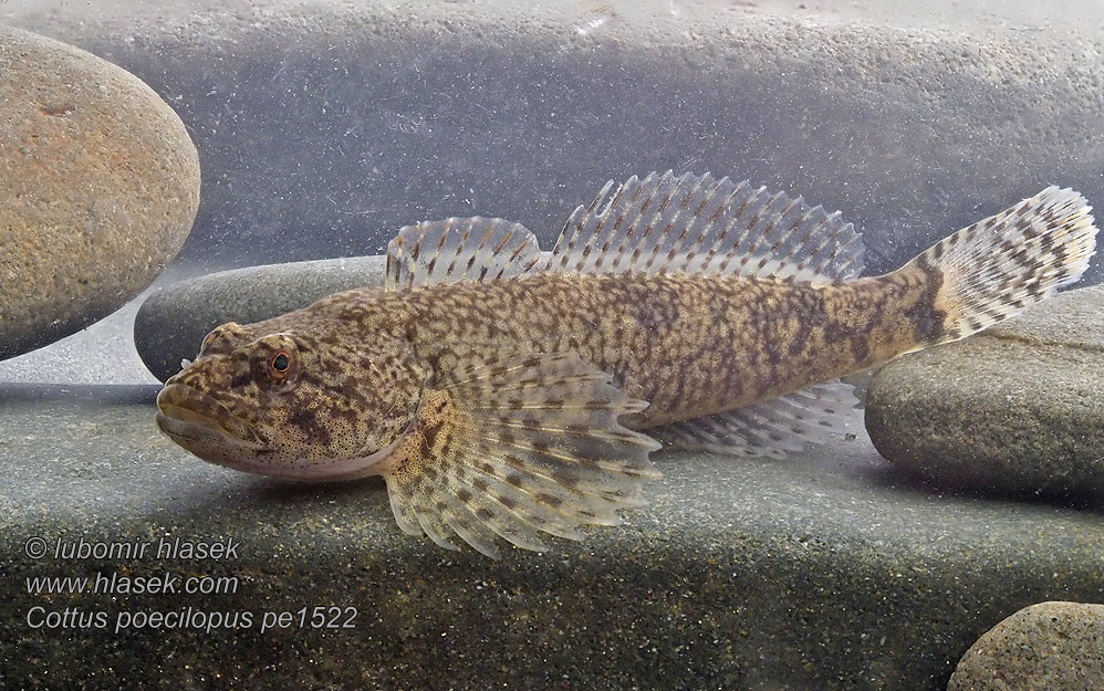 Głowacz pręgopłetwy Bergsimpa Steinsmett Cottus poecilopus