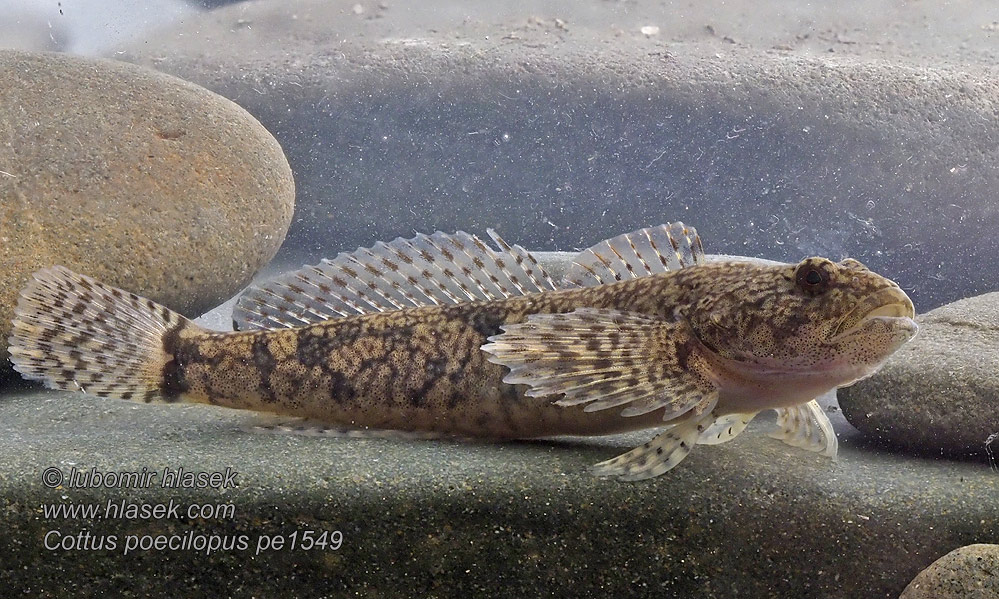 Vranka pruhoploutvá Hlaváč pásoplutvý Cottus poecilopus