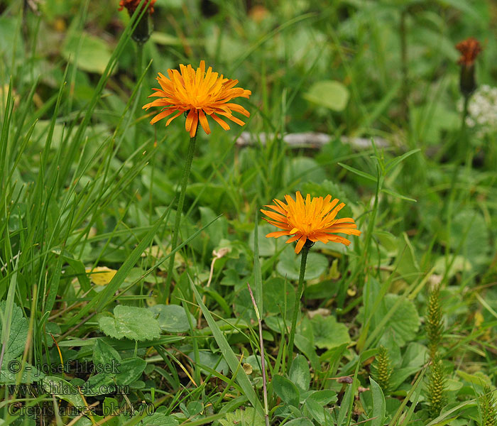 Crepis aurea Škarda zlatá Gold-Pippau Pępawa złota 