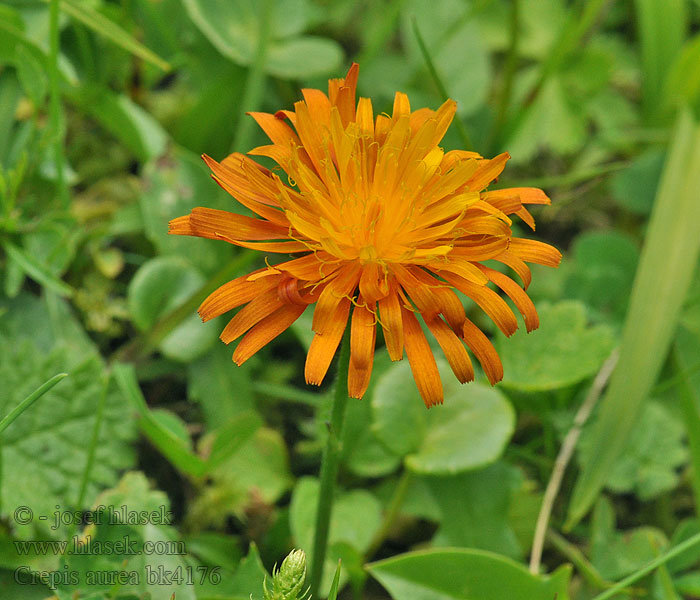 Crepis aurea Crépide dorée orangée Скерда золотистая