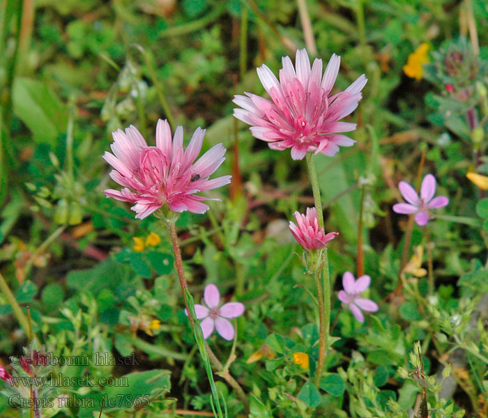 Škarda červená Red hawksbeard Rosenfibbla Crepis rubra