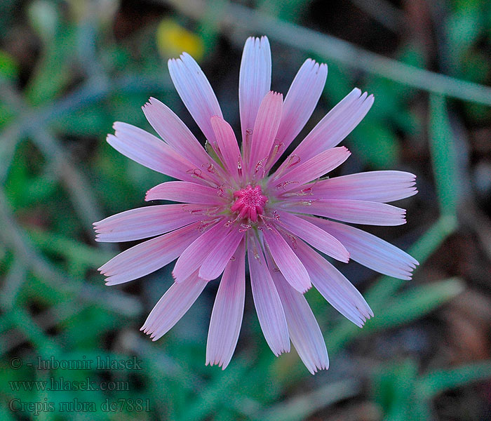 Crepis rubra Škarda červená Red hawksbeard Rosenfibbla