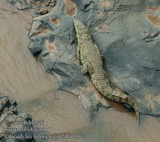 Crocodylus niloticus Nile crocodile Nilkrokodille Niilinkrokotiili