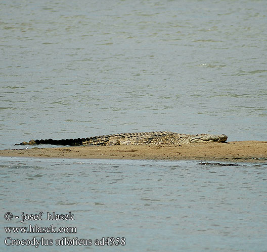 Krokodyl nilowy Krokodíl nílsky Krokodýl nilský Cocodrilo del Nilo