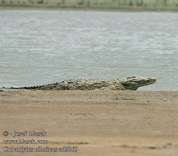 ナイルワニ Krokodil an Nil Cocodril Nil
