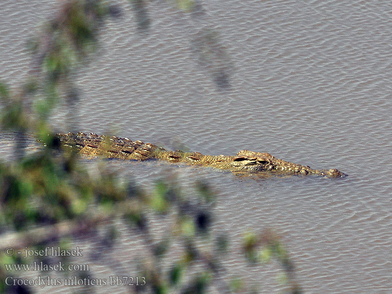尼羅鱷 Crocodylus niloticus Nile crocodile Nilkrokodille