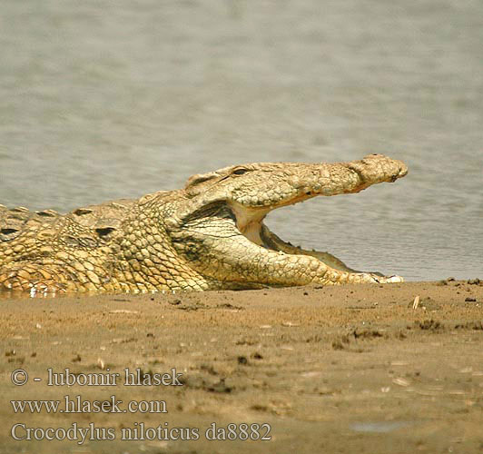 Krokodýl nilský Cocodrilo del Nilo Нильский крокодил ナイルワニ