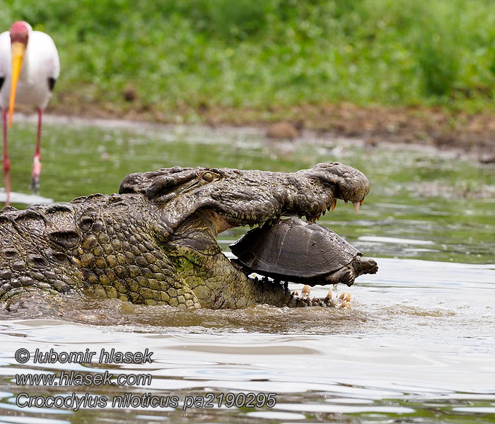 Krokodýl nilský Crocodylus niloticus