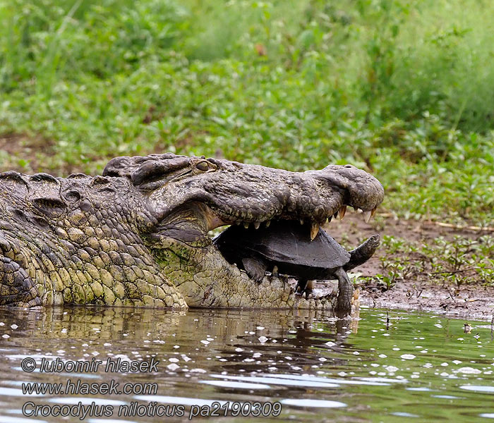 Nilkrokodil Krokodyl nilowy Krokodíl nílsky Crocodylus niloticus