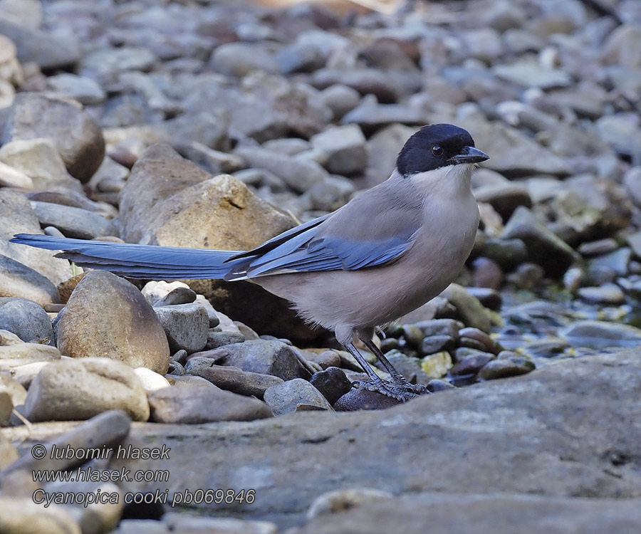 Straka iberská Cyanopica cooki