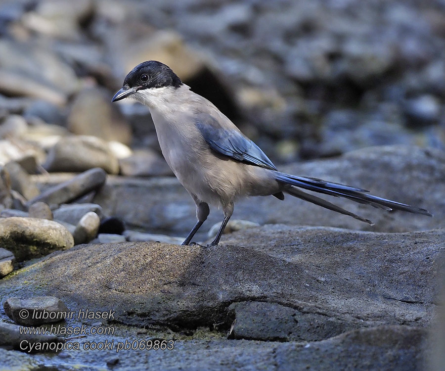 Straka iberská Cyanopica cooki