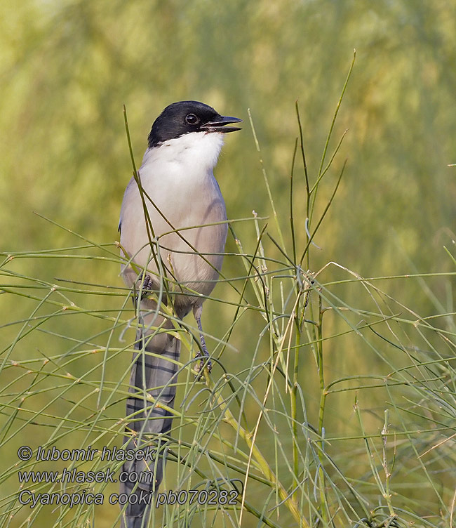 Modrana strakovit Cyanopica cooki