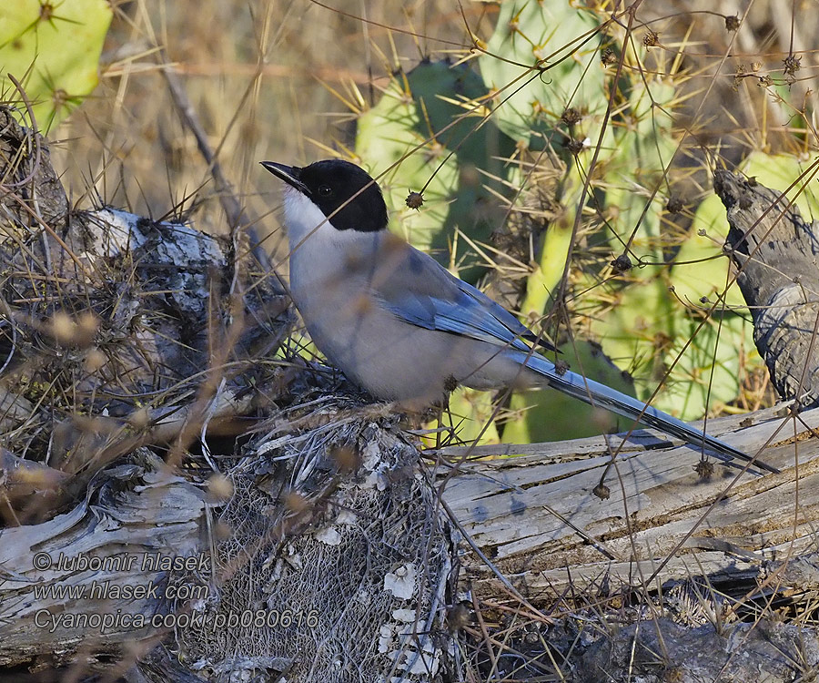 灰喜鵲 Cyanopica cooki