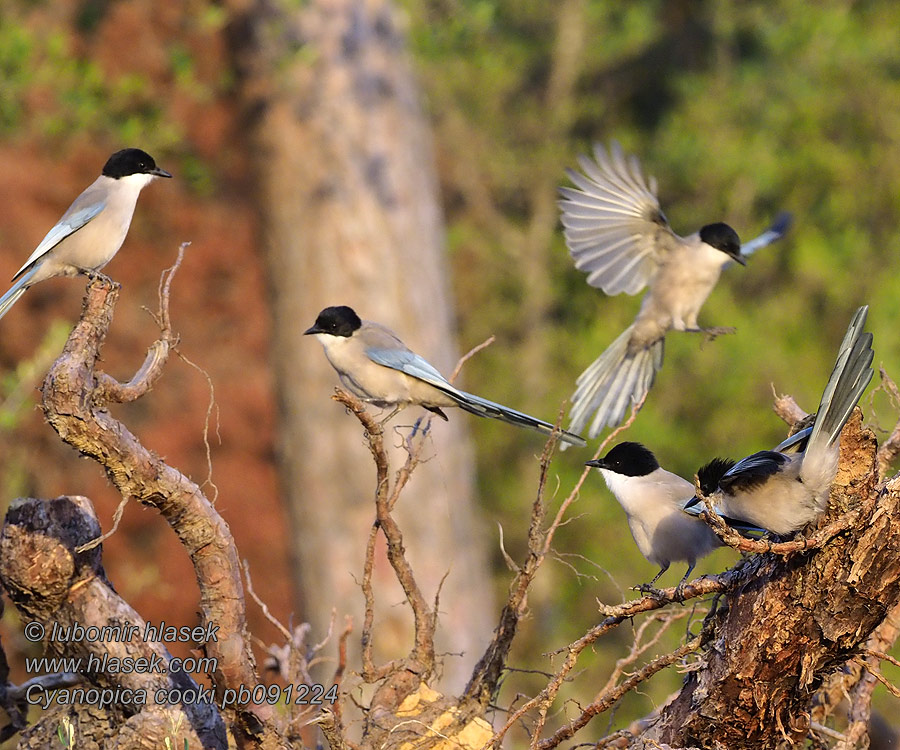 Blaskata Blaskjare Cyanopica cooki