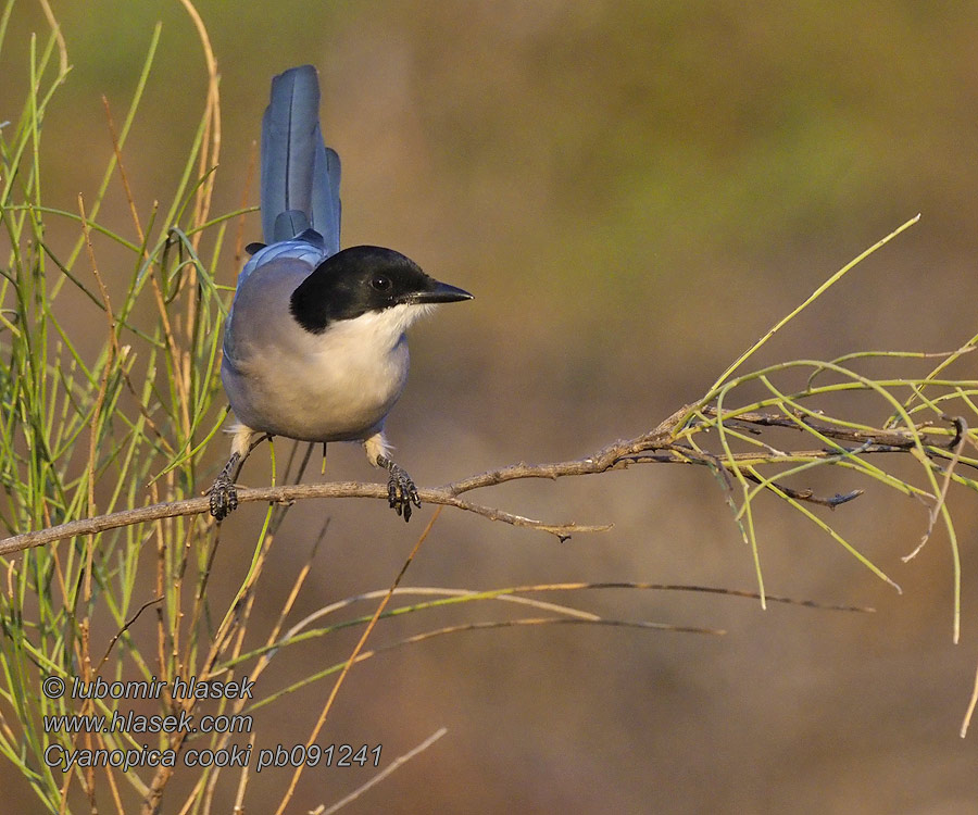 Siniharakka Cyanopica cooki