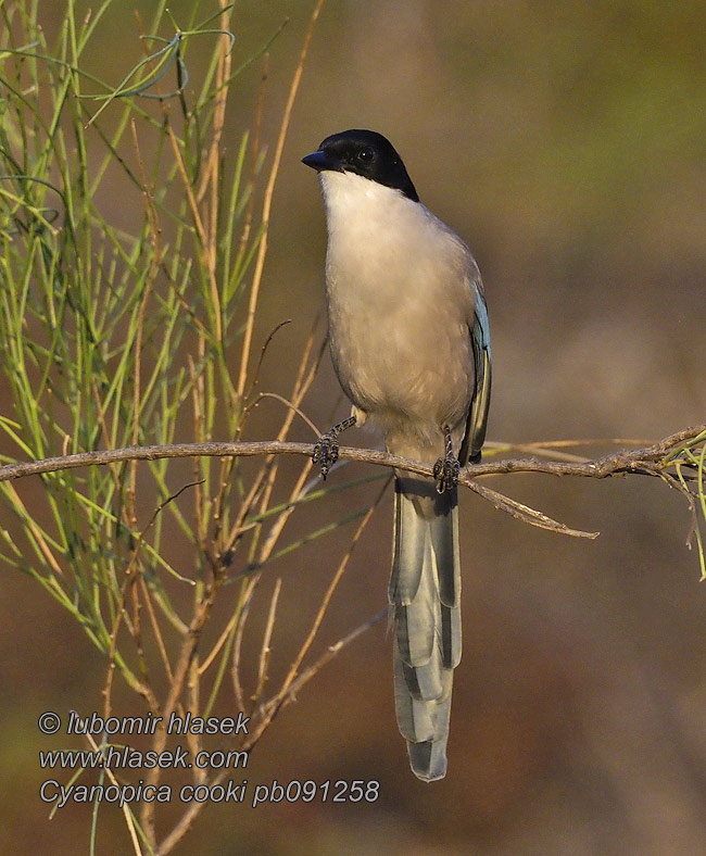 Gazza aliazzurre Cyanopica cooki