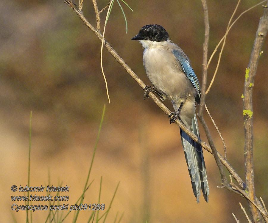 Pega-azul Blaskade Cyanopica cooki