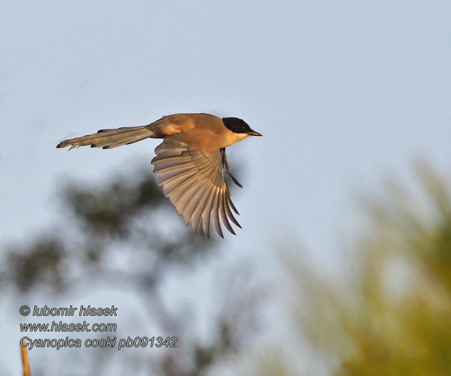 Straka iberská Cyanopica cooki