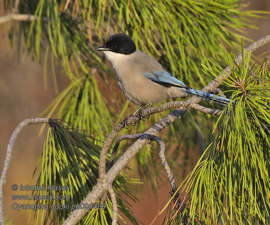 Spanish Blauelster Cyanopica cooki