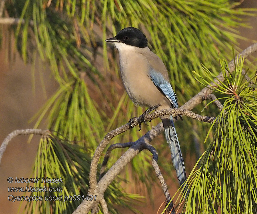 Iberian Azure-winged Magpie Cyanopica cooki cyana cyanus