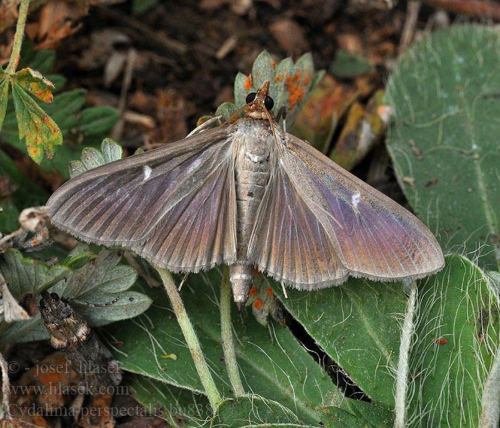 Cydalima perspectalis Buchsbaumzünsler Box Tree Moth Pyrale buis