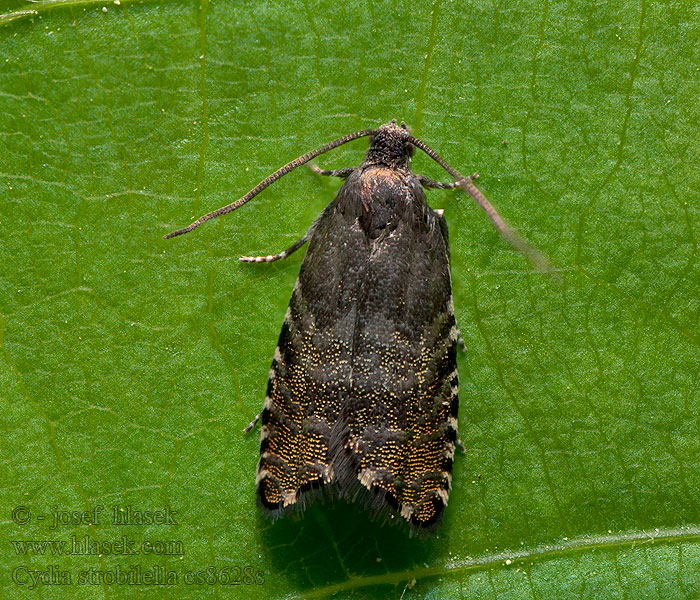 Spruce seed Moth Cydia strobilella